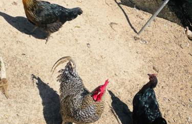 Casa Azul Mountain Retreat - Foto 59