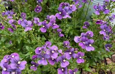 CASALINO DI ANNA 2 - Foto 24