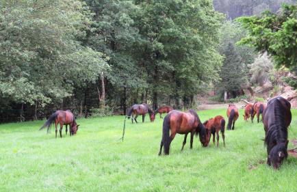 Quinta Machado Da Pedra Bela - Foto 19