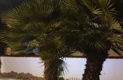 Casa Elisabeth - Foto 11