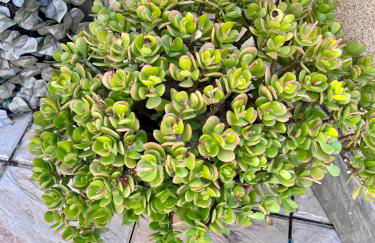 GATU Villa Atardecer en la playa de las Redes " Preferente mayores de 21 años y familias " - Foto 34