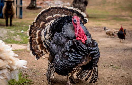 Quinta Manel da Gaita - Foto 12