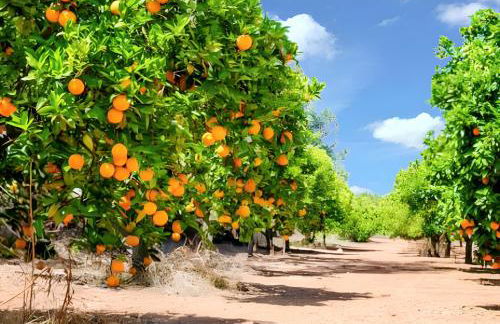 Cozy house with garden in Messines 149 m² mountain view - Foto 33