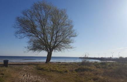 Spatzenhecke - Foto 8