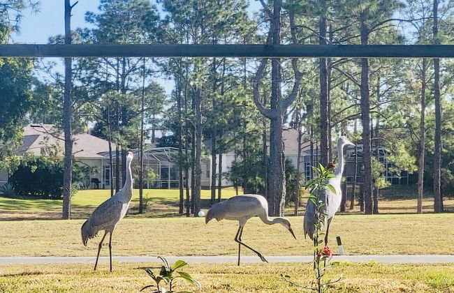 Amazing Vacation Home With Private Pool at Highland Reserve! - Photo 9