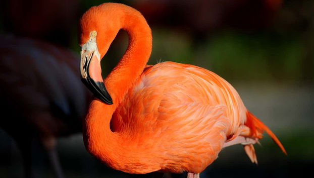 Flamant rose au zoo