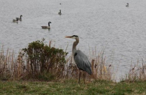 Cozy Cottage in Bethany Beach, Delaware - Foto 19