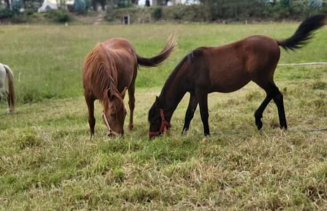 Palumbo Glamping & Villas - Foto 31