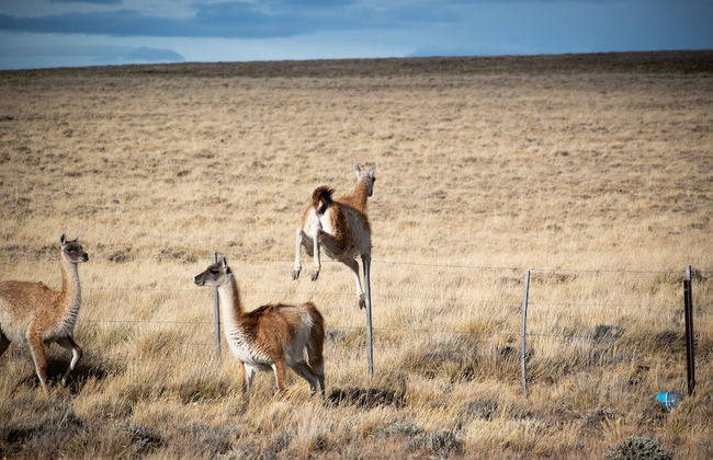 Paraiso Patagonico Bungalows and Apart - Photo 20