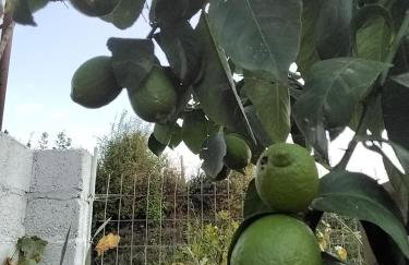 Frasta's Rose - Foto 28