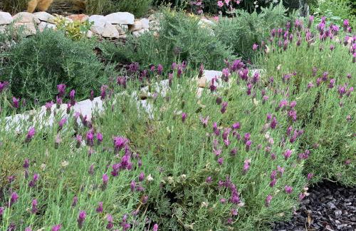 White Olive Villas - Foto 8