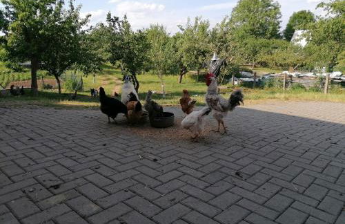 Ferienhaus Putzke - Foto 38