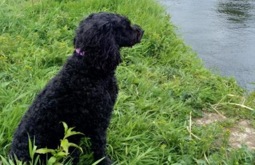 Riverside Cottage at Logwood Mill - Foto 102