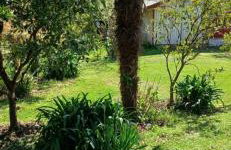 Canto da árvore - Photo 9