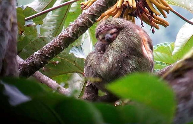 Tour en canoa por el Parque Nacional Tortuguero - Foto 2