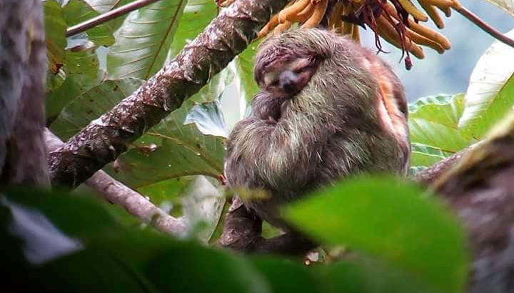 Un paresseux à Tortuguero