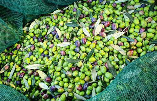 Agriturismo Il Vecchio Mandorlo - Foto 29