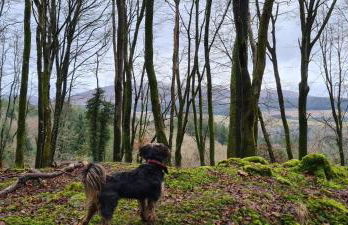 Nordlys Cottage - Foto 64