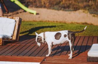 Monte do Pomar - Foto 29