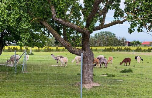 Tiny House auf der Alpaka Farm - Foto 13
