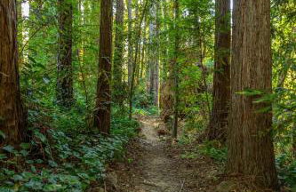 10 Acre Estate with Views Teahouse and Pickleball Court - Foto 65