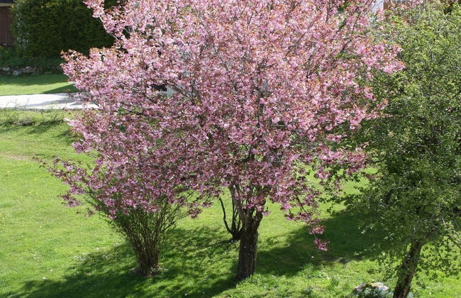 Spacious Apartment in Wehrhalden near Cross Country Skiing - Foto 28