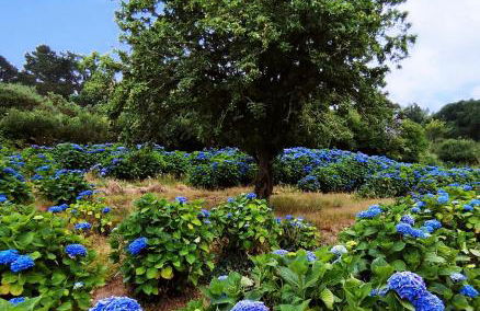 La clé des falaises Meublé de tourisme 3 étoiles avec petite vue mer et au bord du GR 34 - Foto 12