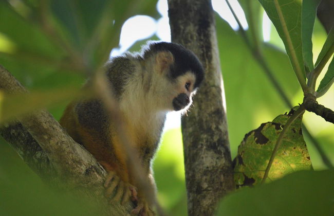 Casa Vida Verde - Foto 34