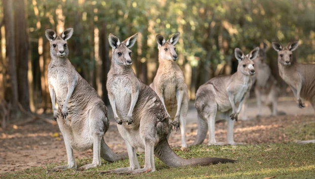 Excursión al Australia Zoo - Foto 5, Podréis ver canguros en el Australia Zoo