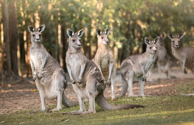 Excursão ao Australia Zoo - Foto 8