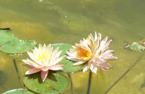 Alkionides Villas - Foto 66