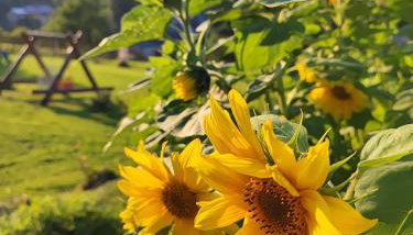 DOMKI KOLOROWE - Foto 5