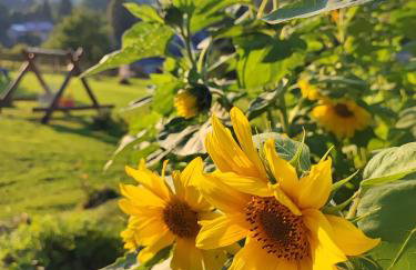 DOMKI KOLOROWE - Foto 12