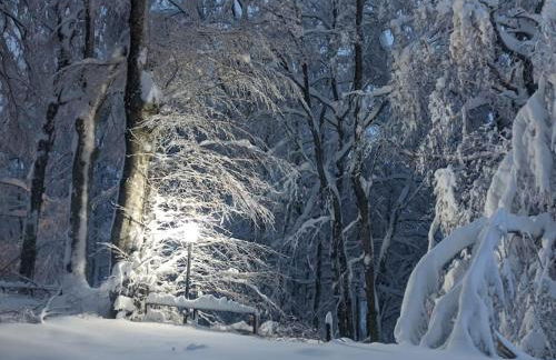 Sguardo nel bosco - Appartamento - Terminillo - Foto 4