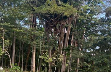 Chacara castanheira - Foto 12