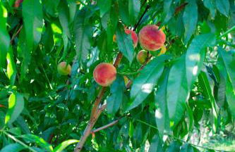 Casa das Letras - Turismo rural - Foto 44