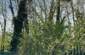 La caillotine - Foto 21