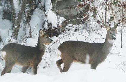 Ferienwohnung Anderswo - Foto 23