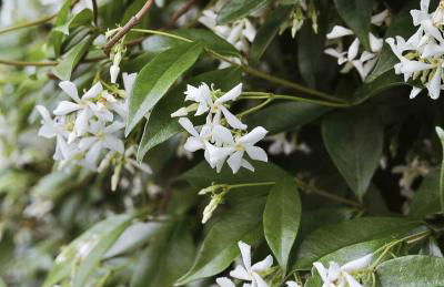 La Casetta - Gaslini e Mare - private parking & garden - Photo 42