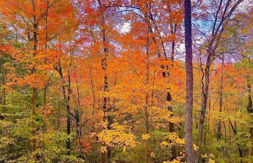Turkey Creek Cabin Rentals #2 at Tims Ford lake - Foto 11