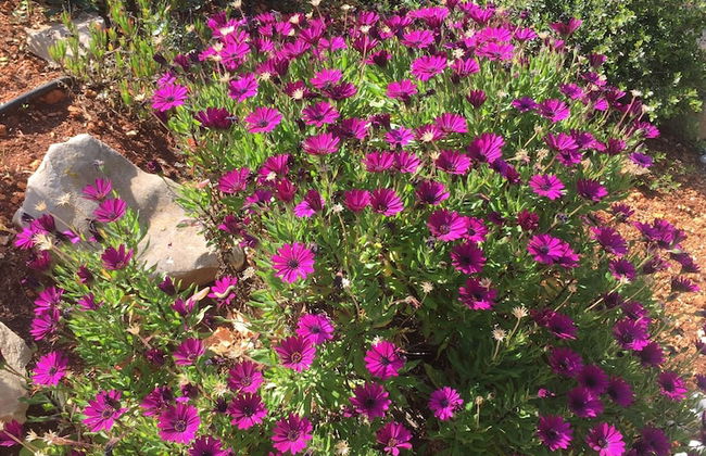 Traumvilla auf dem Cumbre del sol - Foto 24