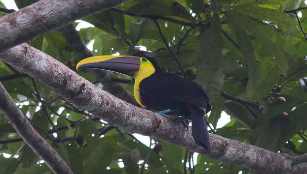 Observando un tucán