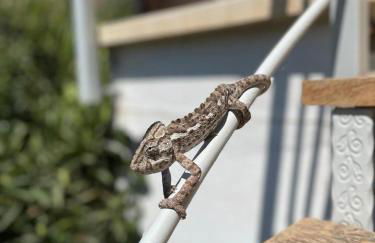 Authentic Luxury Villa in Oasis with Pool close to Malaga - Foto 21