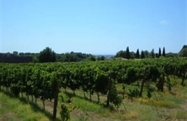 Azienda Agricola Sinisi - Foto 21