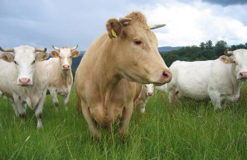 Ferienwohnung auf dem Bauernhof in Hachenburg Hof Kleeberg I Man kann ein Appartment mit Bad zubuchen - Foto 40