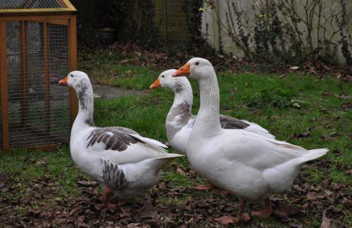 Higher Trewithen - Photo 72