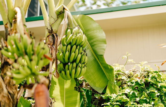 Arcadia Retreat Rarotonga - Photo 41