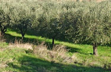 Casolare Azzurro - Foto 7