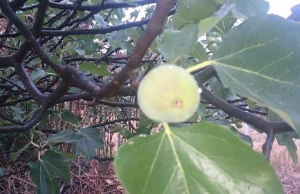 ELENI'S VILLAGE RELAXATION HOME - Photo 29