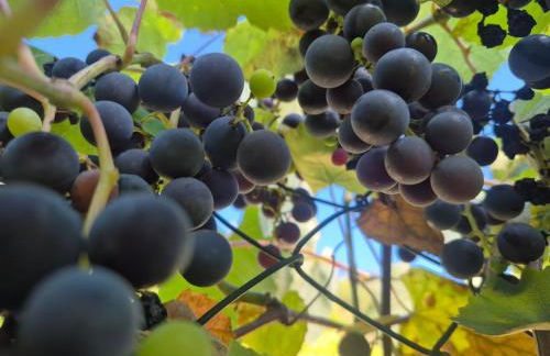 Ferienwohnung Julianna - Foto 37